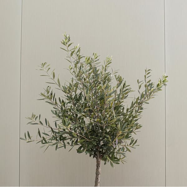 Oliventræ - Sæt med 2 - Olea europaea - Højde 80-90cm - ⌀19cm