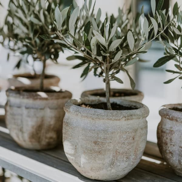 Olivträd - Set om 2 - Olea europaea - Höjd 50-60cm - ⌀14cm