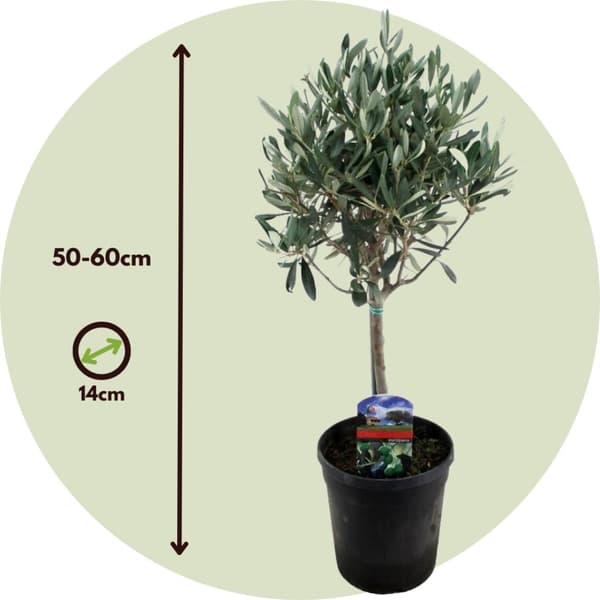 Olivträd - Set om 2 - Olea europaea - Höjd 50-60cm - ⌀14cm