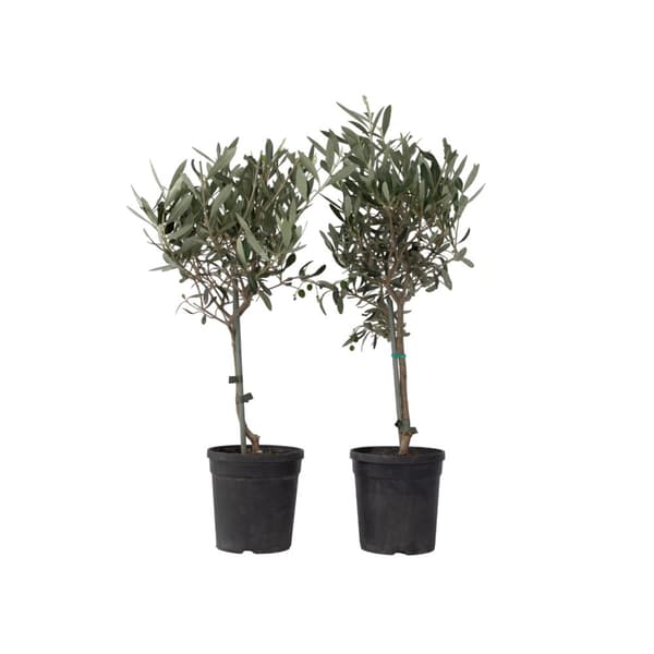 Olivträd - Set om 2 - Olea europaea - Höjd 50-60cm - ⌀14cm