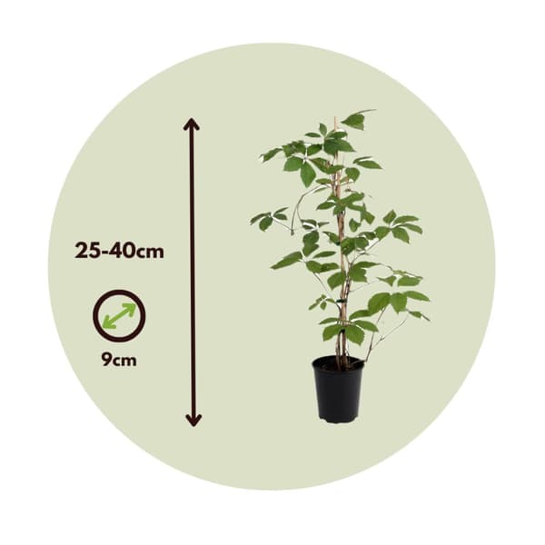 Virginia köynnös - 3 kpl - Parthenocissus quinquefolia - Korkeus 25-40cm - ⌀9cm