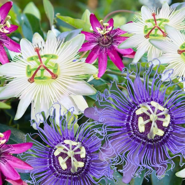 Passionsblomma - Set om 6 - Passiflora hybridum - Höjd 25-40cm - ⌀9cm