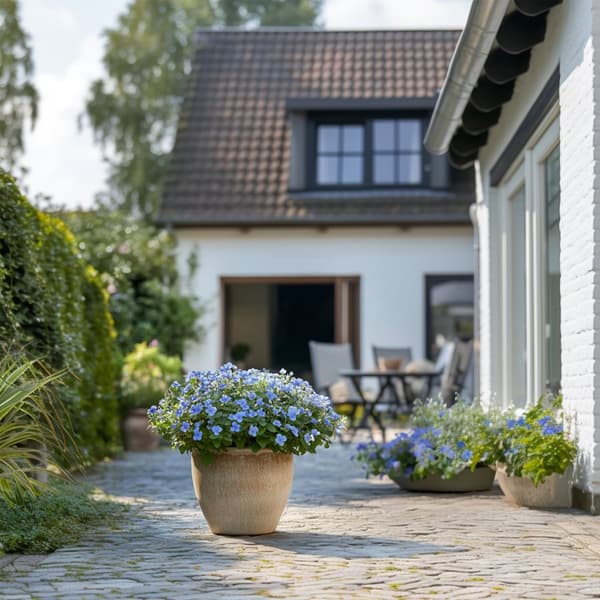 Blå blyblomma - Set om 6 - Plumbago auriculata - Höjd 25-40cm - ⌀9cm