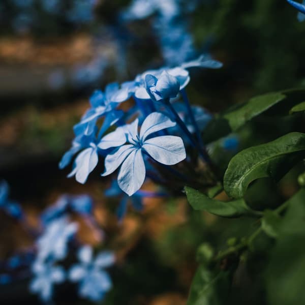 Blå blyblomma - Set om 6 - Plumbago auriculata - Höjd 25-40cm - ⌀9cm