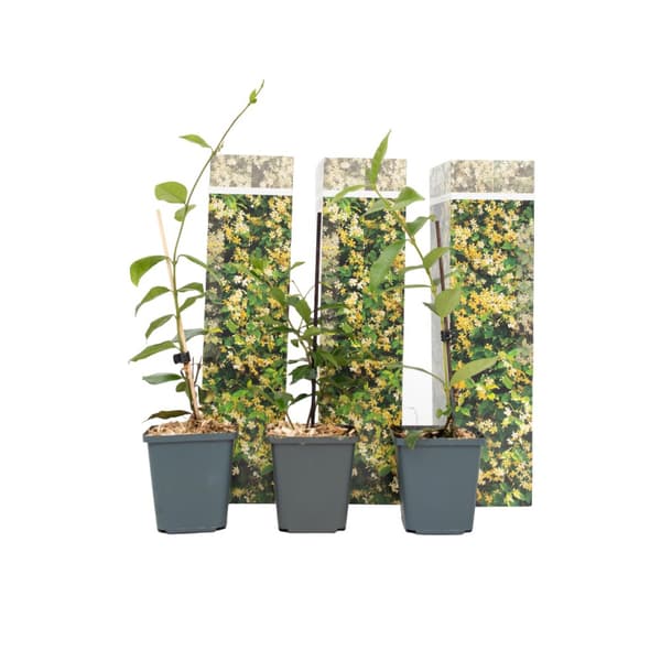 Toskansk jasmin - Set om 3 - Trachelospermum jasminoides - Höjd 25-40cm - ⌀9cm