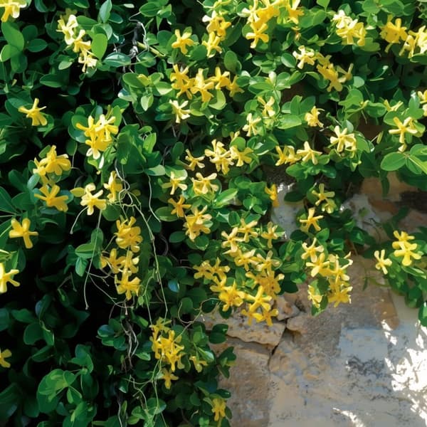 Stjernejasmin - Sæt med 6 - Trachelospermum jasminoides - Højde 25-40cm - ⌀9cm