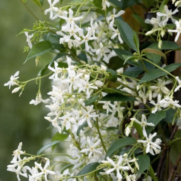 Stjernejasmin - Sæt med 3 - Trachelospermum jasminoides - Højde 25-40cm - ⌀9cm