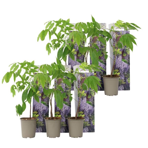 Blåregn - Set om 6 - Wisteria sinensis - Höjd 25-40cm - ⌀9cm