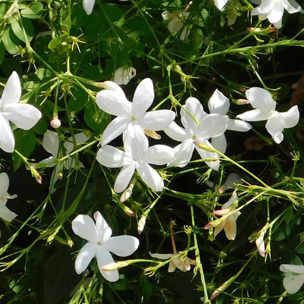 Jasmiinitähti - 2 kpl - Trachelospermum jasminoides - Korkeus 110-120cm - ⌀17cm