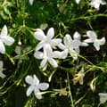 Pikkukuva 6 / 6: Jasmiinitähti - 2 kpl - Trachelospermum jasminoides - Korkeus 110-120cm - ⌀17cm