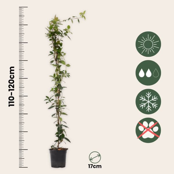 Jasmin - Set om 2 - Trachelospermum jasminoides - Höjd 110-120cm - ⌀17cm