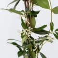 Miniatyrbillede 5 af 6: Stjernejasmin - Trachelospermum jasminoides - Højde 110-120cm - ⌀17cm