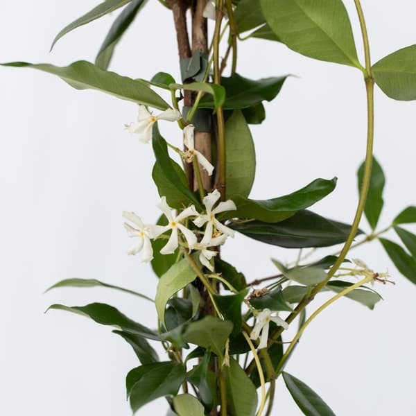 Stjernejasmin - Trachelospermum jasminoides - Højde 110-120cm - ⌀17cm