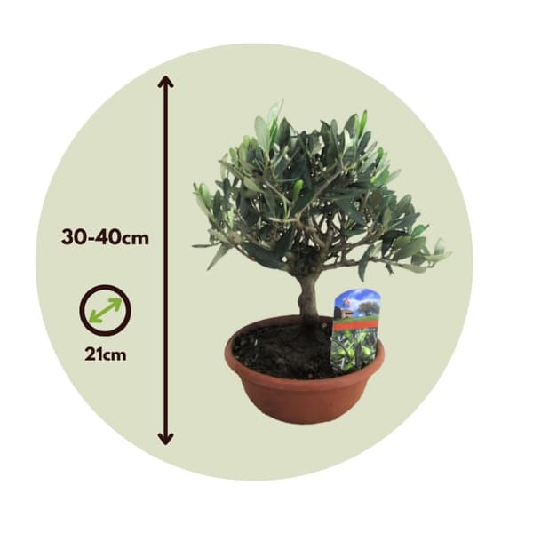 Tavallinen oliivi ruukussa - Olea europaea - Korkeus 30-40 cm - ⌀21 cm