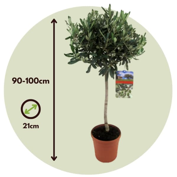 Olivträd - Set om 2 - Olea europaea - Höjd 90-100cm - ⌀21cm