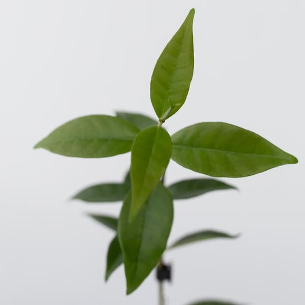 Stjernejasmin - Sæt med 3 - Trachelospermum jasminoides - Højde 25-40cm - ⌀9cm
