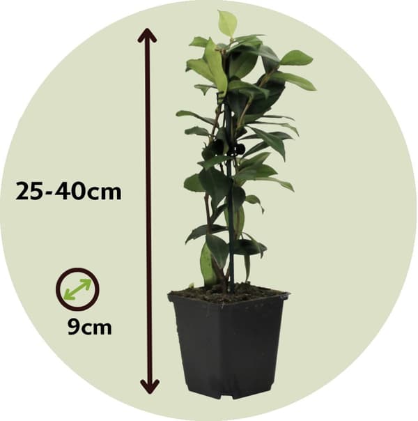 Stjernejasmin - Sæt med 3 - Trachelospermum jasminoides - Højde 25-40cm - ⌀9cm