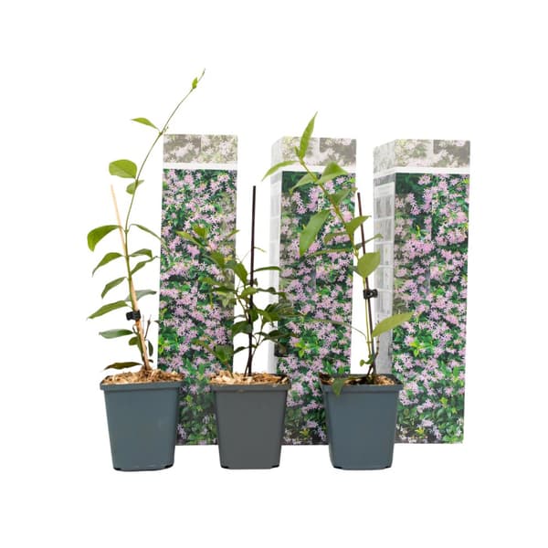 Stjernejasmin - Sæt med 3 - Trachelospermum jasminoides - Højde 25-40cm - ⌀9cm