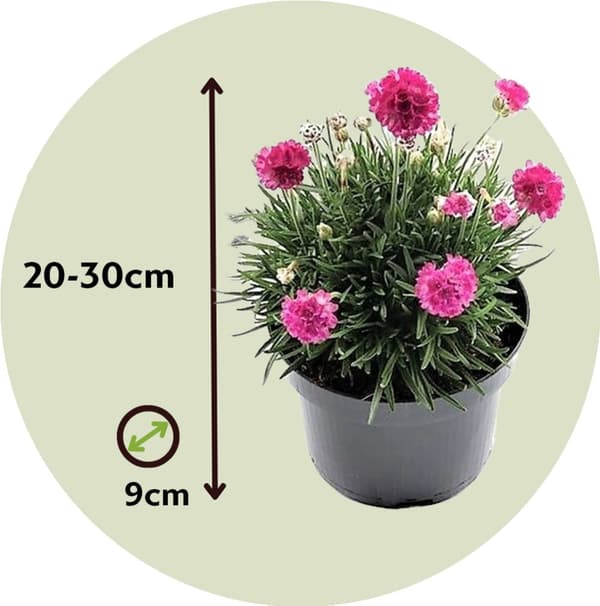 Strandtrift - Set om 3 - Armeria maritima 'Deep Rose' - Höjd 20-30cm - ⌀12cm