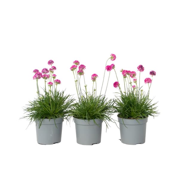 Strandtrift - Set om 3 - Armeria maritima 'Deep Rose' - Höjd 20-30cm - ⌀12cm