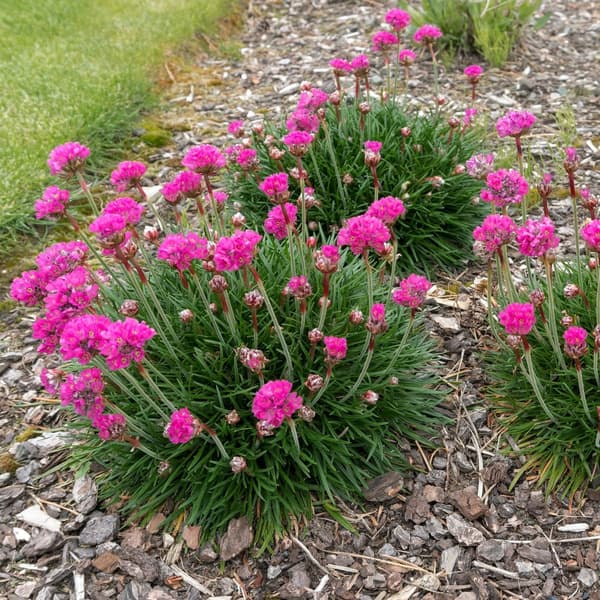 Engelsk græs - Sæt med 6 - Armeria maritima 'Deep Rose' - Højde 20-30cm - ⌀12cm