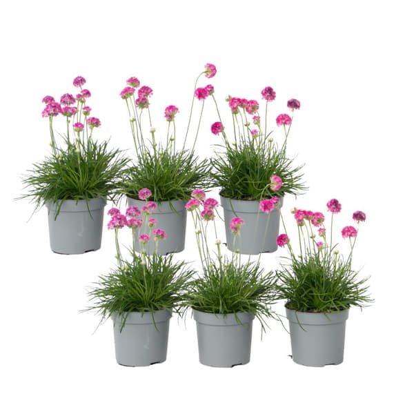 Engelsk græs - Sæt med 6 - Armeria maritima 'Deep Rose' - Højde 20-30cm - ⌀12cm