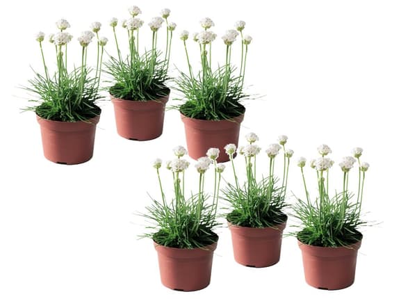 Strandtrift - Set om 6 - Armeria maritima 'Deep White' - Höjd 20-30cm - ⌀12cm