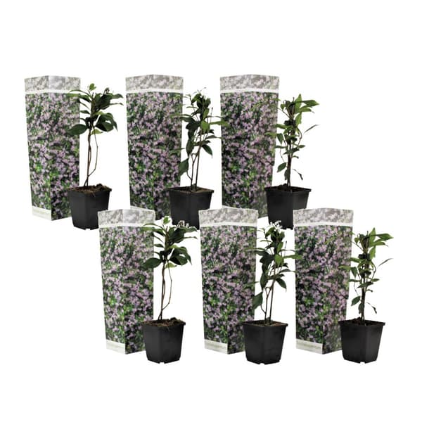 Stjernejasmin - Sæt med 6 - Trachelospermum jasminoides - Højde 25-40cm - ⌀9cm