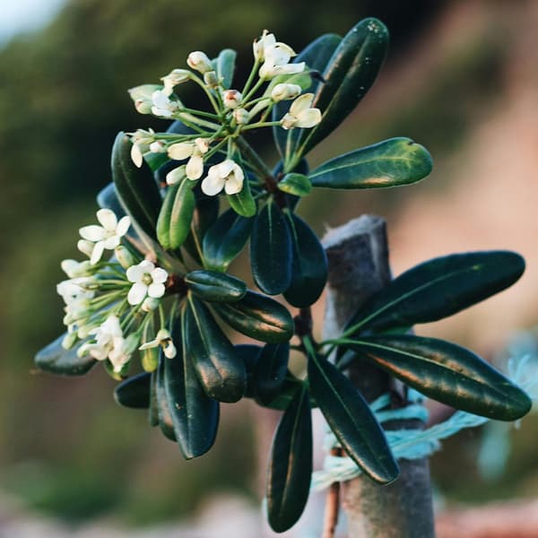 Kääpiöjapaninmockoranssi - Pittosporum tobira nanum - Korkeus 30-40 cm - ⌀19 cm