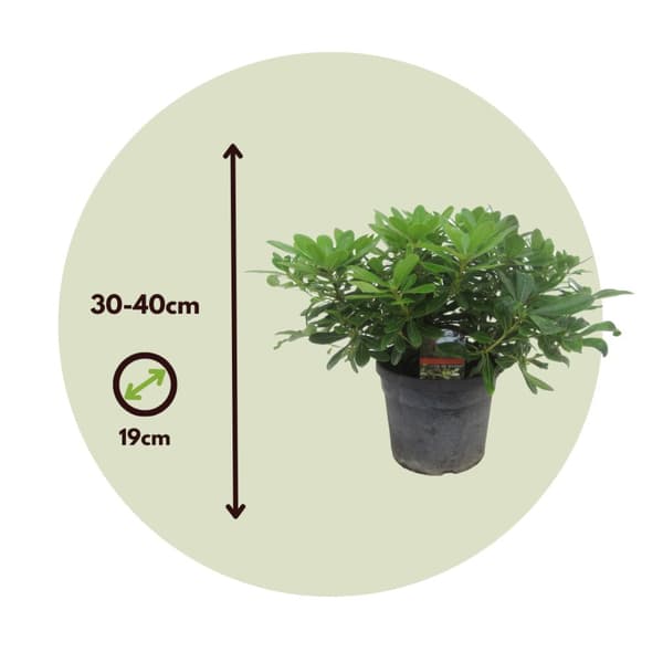 Kääpiöjapaninmockoranssi - Pittosporum tobira nanum - Korkeus 30-40 cm - ⌀19 cm