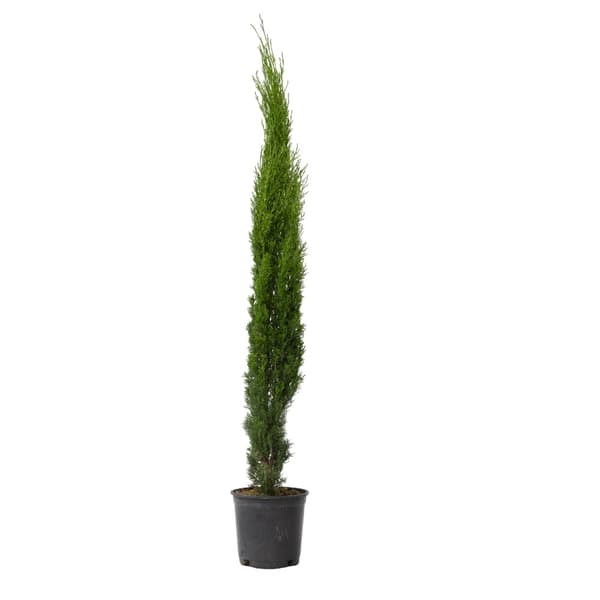 Italiensk cypres - Cupressus sempervirens - Højde 70-80cm - ⌀19cm