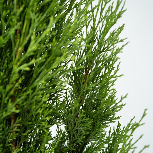 Italiensk cypress - Set om 2 - Cupressus sempervirens - Höjd 70-80cm - ⌀19cm