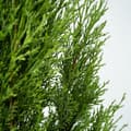 Miniatyrbild 3 av 3: Italiensk cypress - Set om 2 - Cupressus sempervirens - Höjd 70-80cm - ⌀19cm