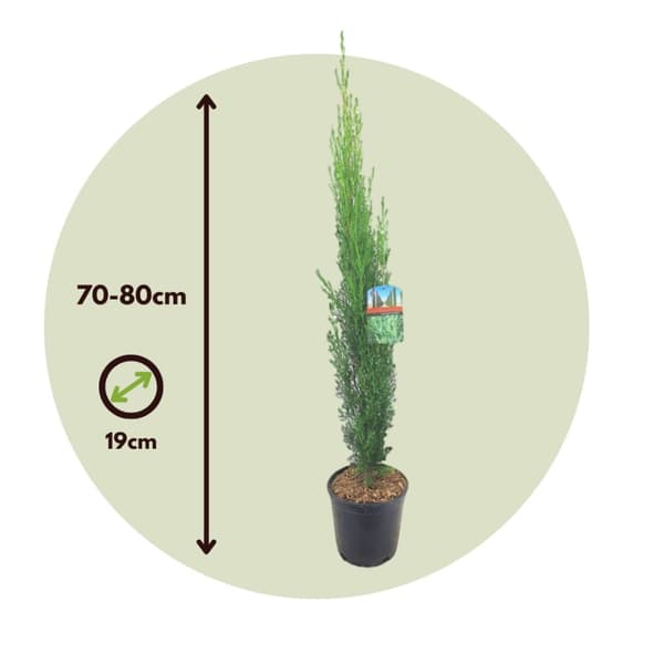 Italiensk cypress - Set om 2 - Cupressus sempervirens - Höjd 70-80cm - ⌀19cm