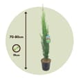 Miniatyrbild 2 av 3: Italiensk cypress - Set om 2 - Cupressus sempervirens - Höjd 70-80cm - ⌀19cm
