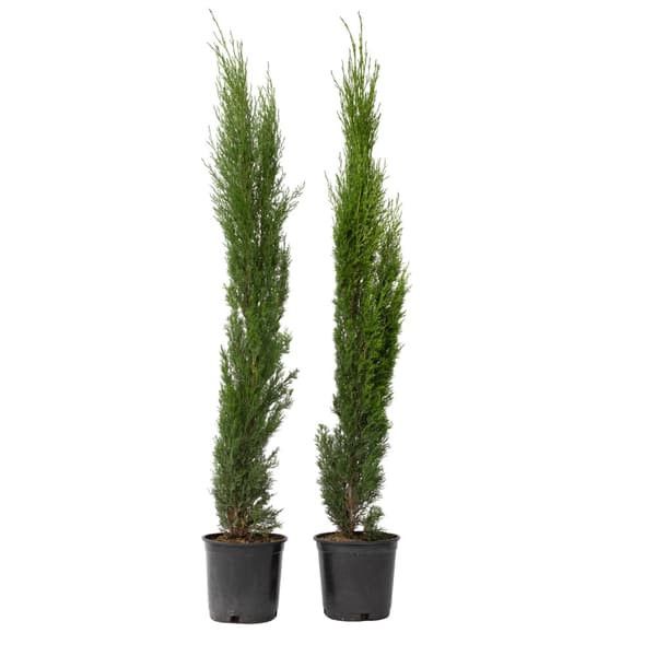 Italiensk cypress - Set om 2 - Cupressus sempervirens - Höjd 70-80cm - ⌀19cm