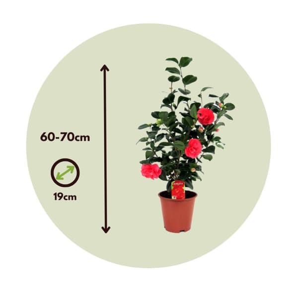 Japanin kamelia - Camellia japonica 'Lady Campbell' - Korkeus 60-70cm - ⌀19cm