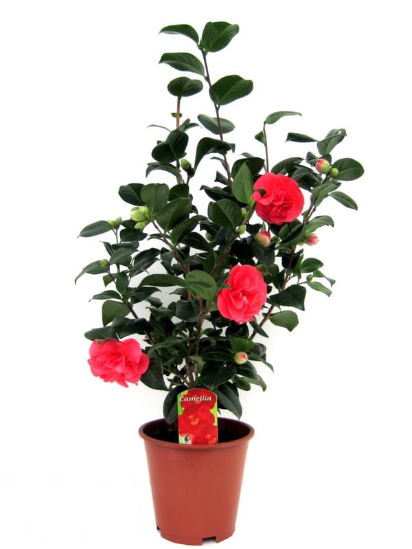 Japanin kamelia - Camellia japonica 'Lady Campbell' - Korkeus 60-70cm - ⌀19cm