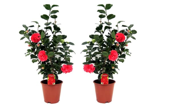 Japansk Ros - Set om 2 - Camellia japonica - Höjd 60-70cm - ⌀19cm