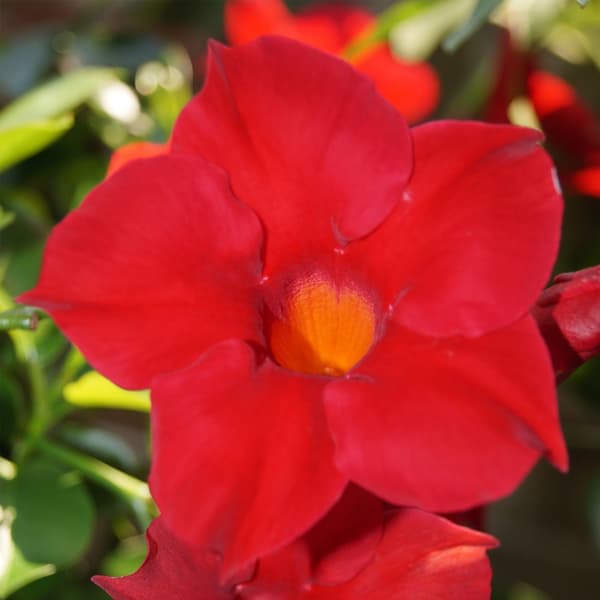 Bægerranke - Sæt med 3 - Dipladenia sanderii 'Rio Red' - Højde 25-40cm - ⌀9cm