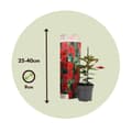 Miniatyrbillede 2 af 3: Bægerranke - Sæt med 3 - Dipladenia sanderii 'Rio Red' - Højde 25-40cm - ⌀9cm
