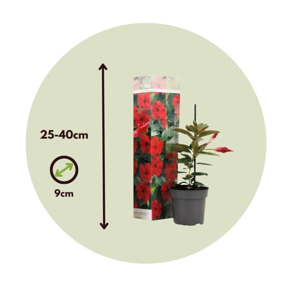 Bægerranke - Sæt med 3 - Dipladenia sanderii 'Rio Red' - Højde 25-40cm - ⌀9cm