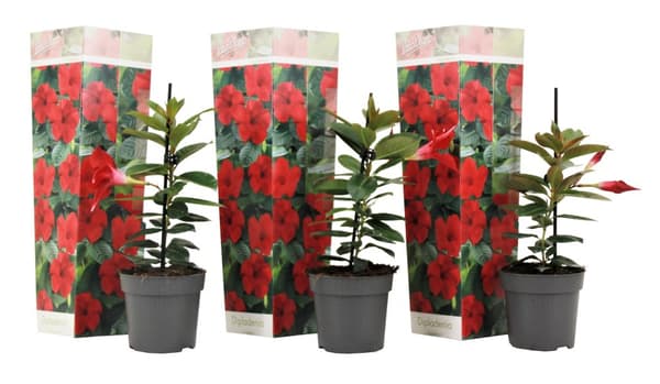 Bægerranke - Sæt med 3 - Dipladenia sanderii 'Rio Red' - Højde 25-40cm - ⌀9cm