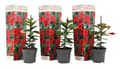 Miniatyrbillede 1 af 3: Bægerranke - Sæt med 3 - Dipladenia sanderii 'Rio Red' - Højde 25-40cm - ⌀9cm
