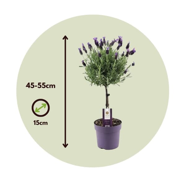 Lavendelträd - Lavandula stoechas 'Anouk' - Höjd 45-55cm - ⌀15cm