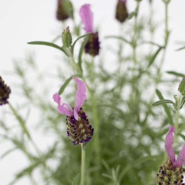 Lavendelträd - Lavandula stoechas 'Anouk' - Höjd 45-55cm - ⌀15cm