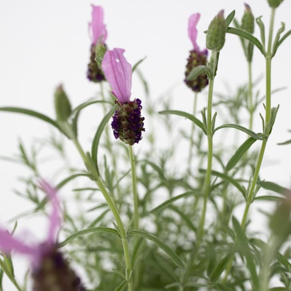 Lavendelträd - Lavandula stoechas 'Anouk' - Höjd 45-55cm - ⌀15cm
