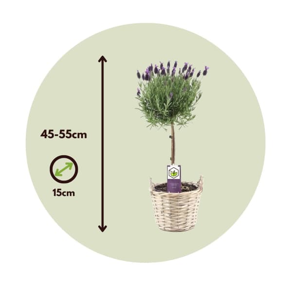 Lavendelträd - Lavandula stoechas 'Anouk' - Höjd 45-55cm - ⌀15cm