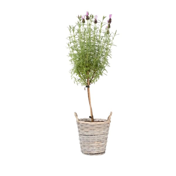 Lavendelträd - Lavandula stoechas 'Anouk' - Höjd 45-55cm - ⌀15cm
