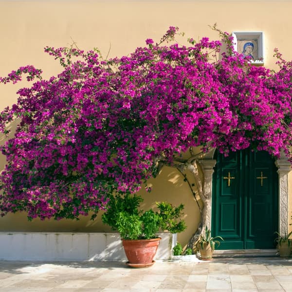 Trillingeranke - Bougainvillea 'Alexandra' - Højde 50-60cm - ⌀17cm